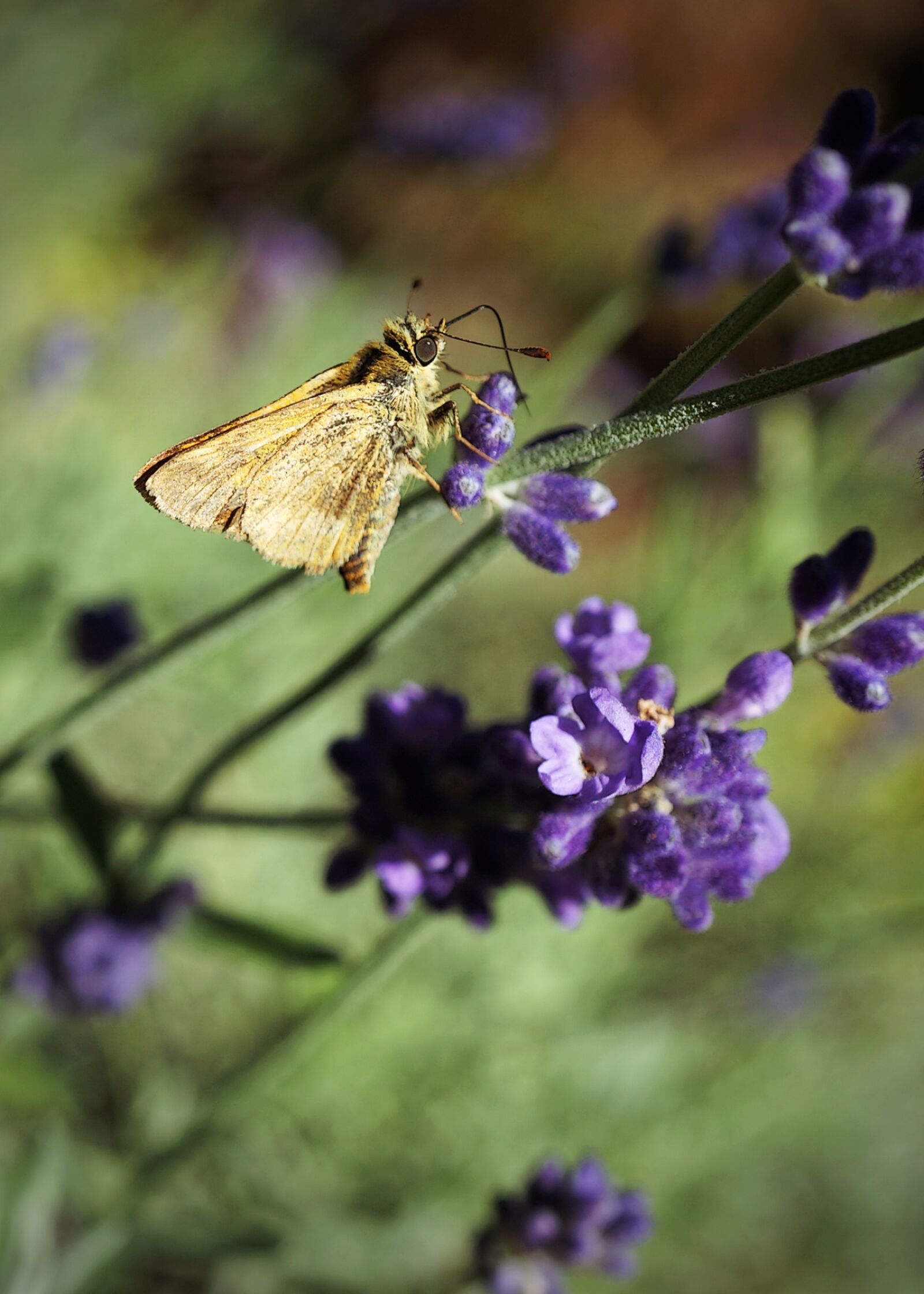 Sony E 30mm F3.5 Macro sample photo. Butterfly, lavender, insects photography