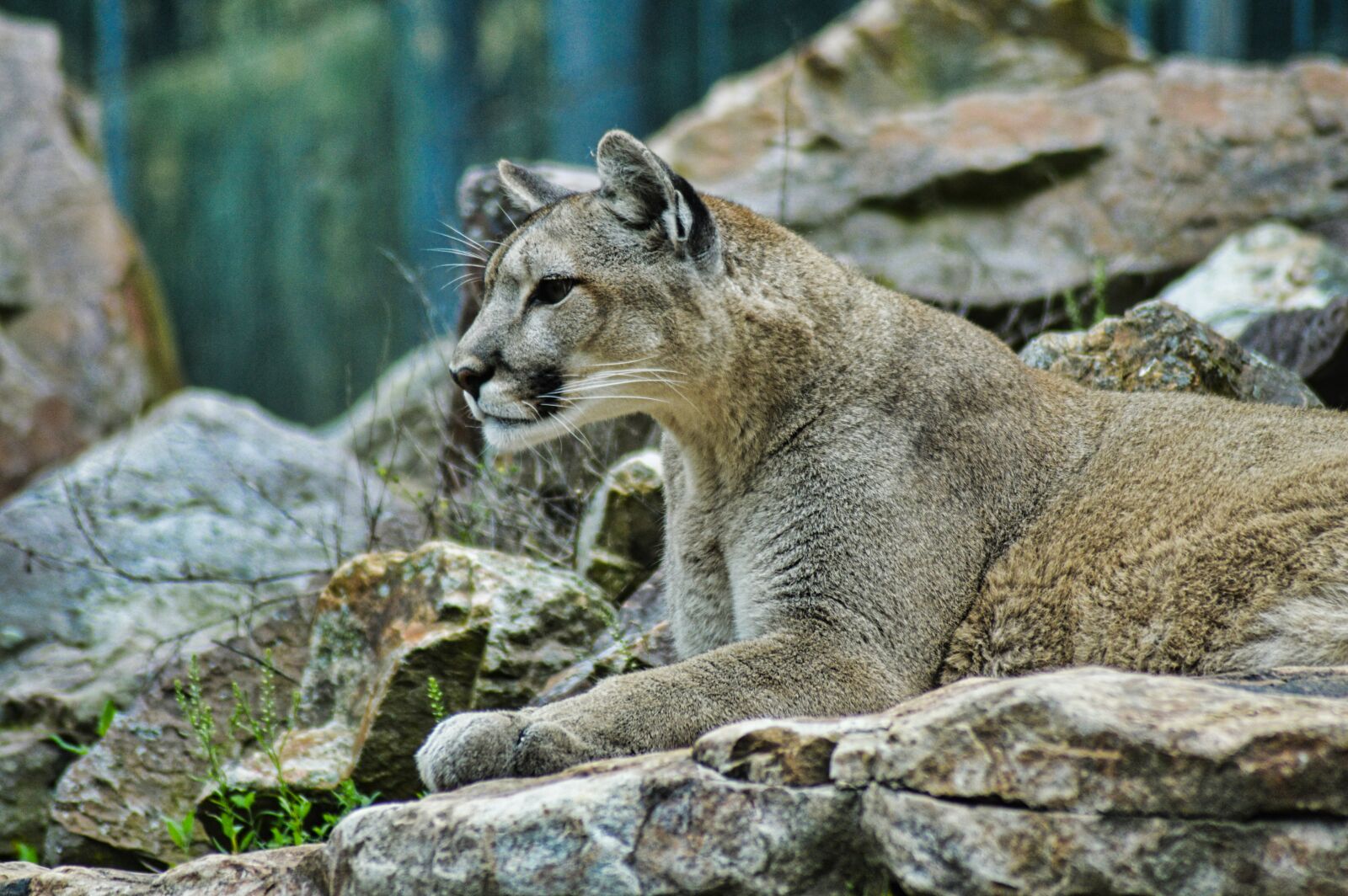 Nikon D3200 sample photo. Lion, puma, wildlife photography