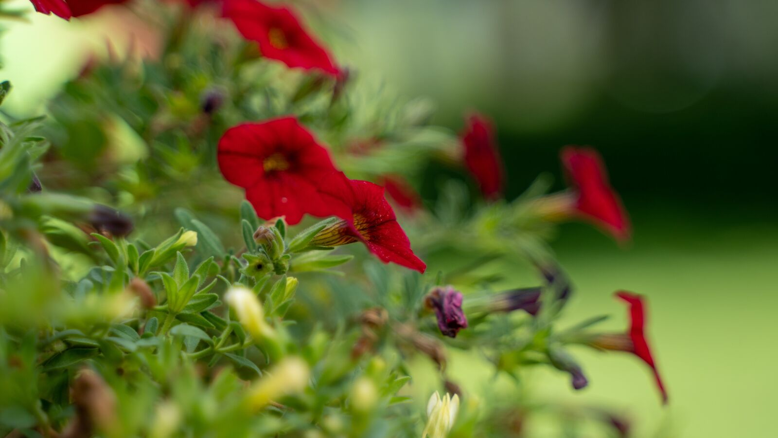 Sony a6300 sample photo. Flowers, red plant, red photography