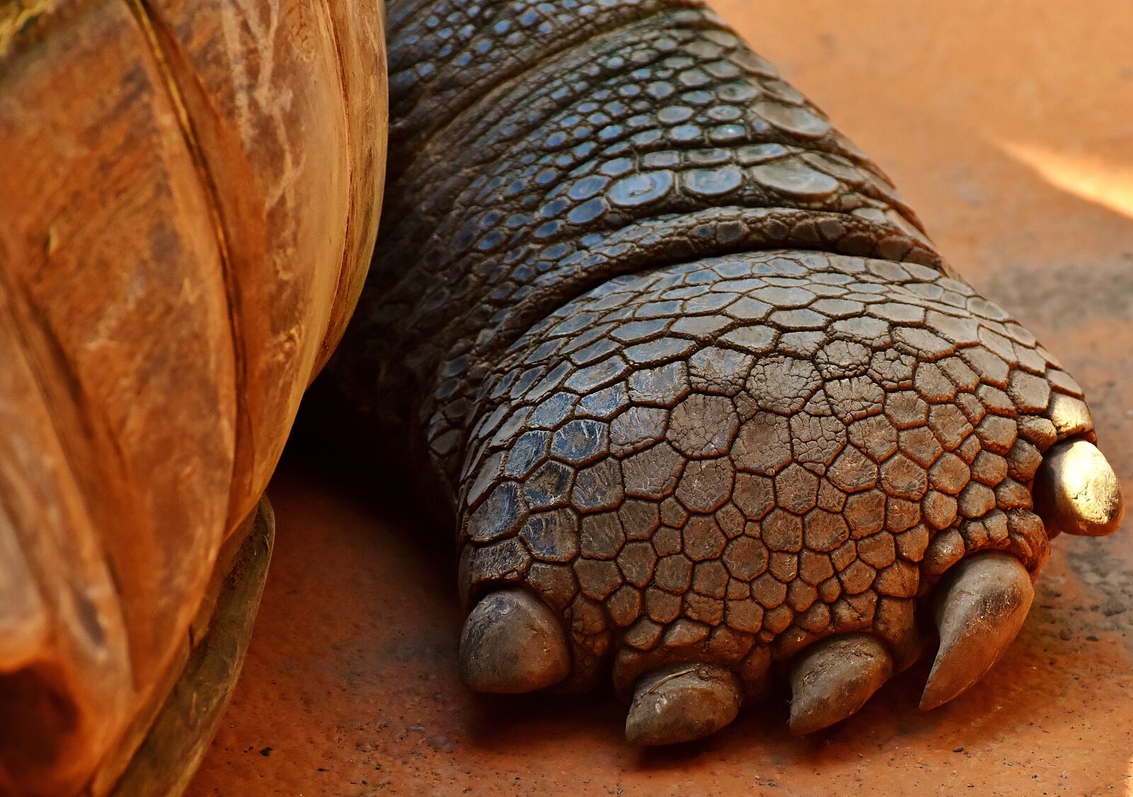 Nikon D7200 sample photo. Giant tortoise, foot, front photography