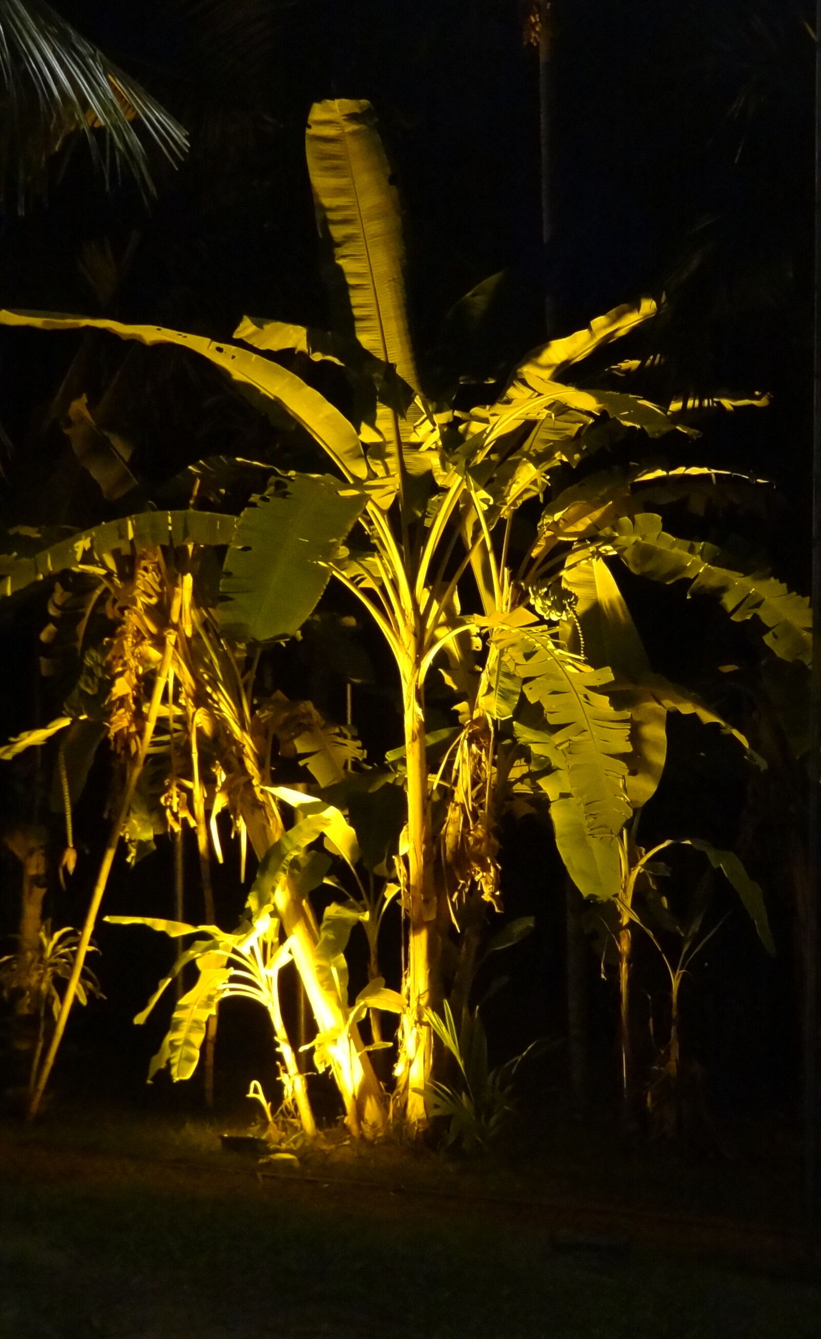 Sony Cyber-shot DSC-HX9V sample photo. Night, lights photography