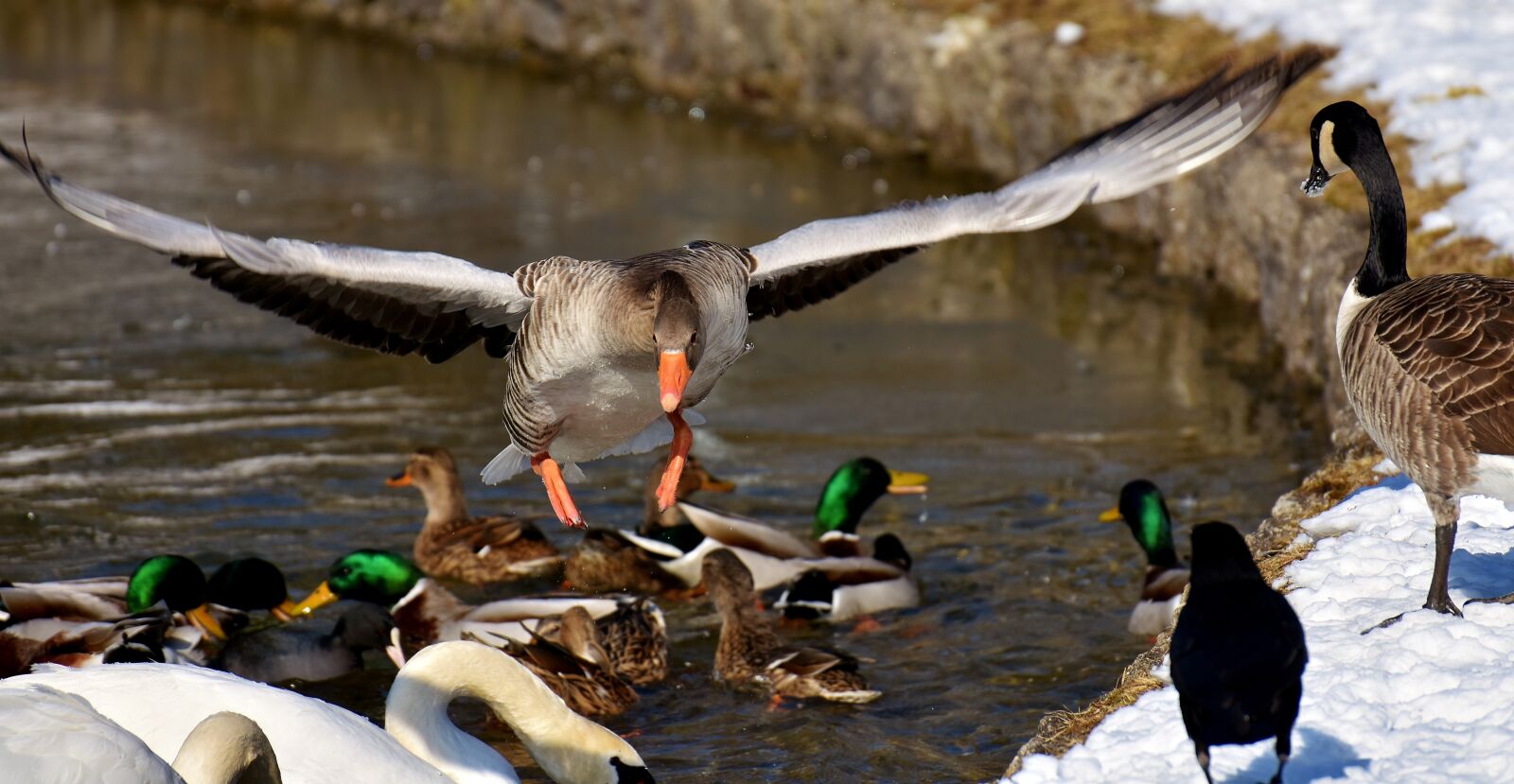 Nikon D7200 sample photo. Goose, flying, flight photography