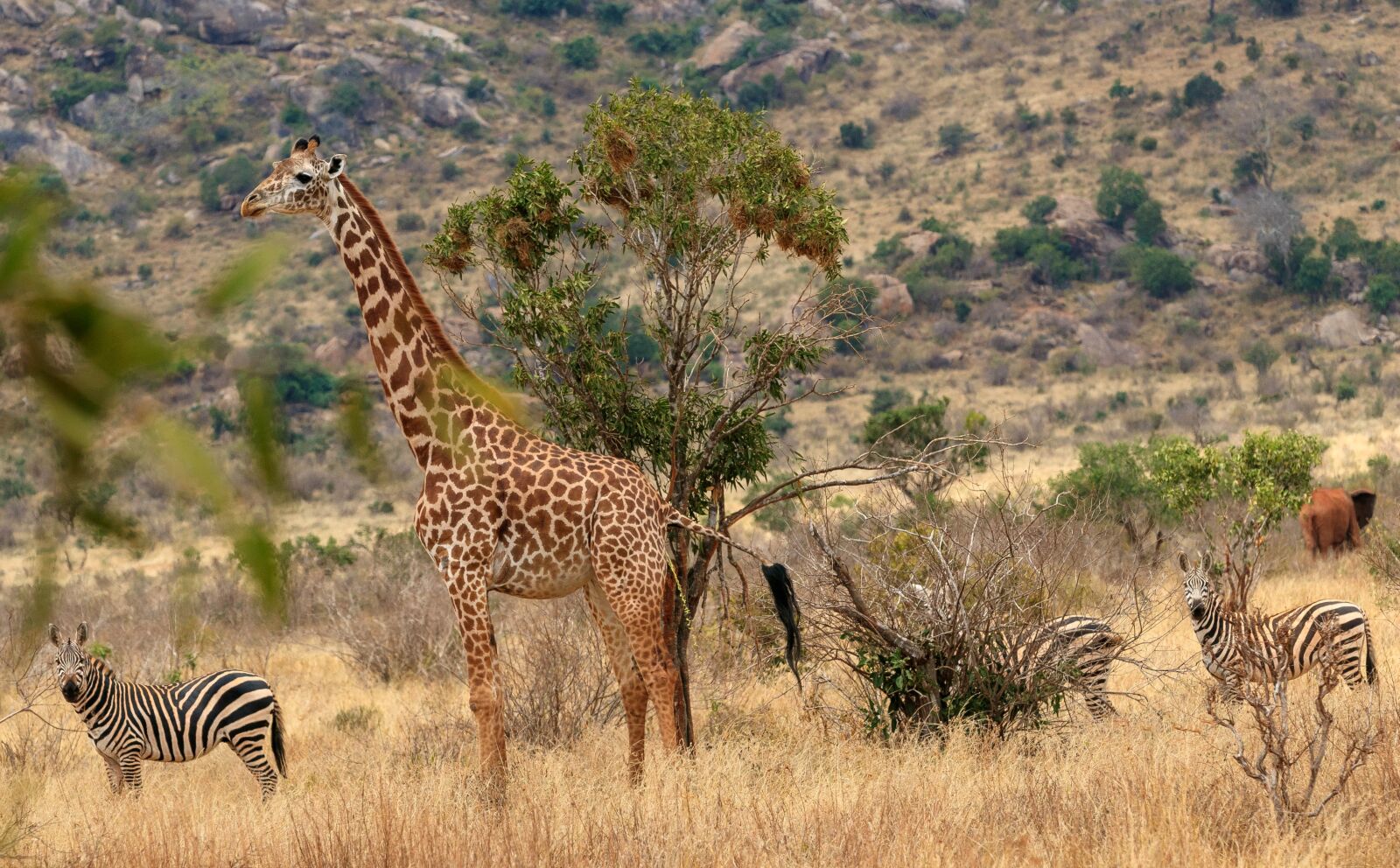 Canon EOS 80D sample photo. Africa, kenya, safari photography