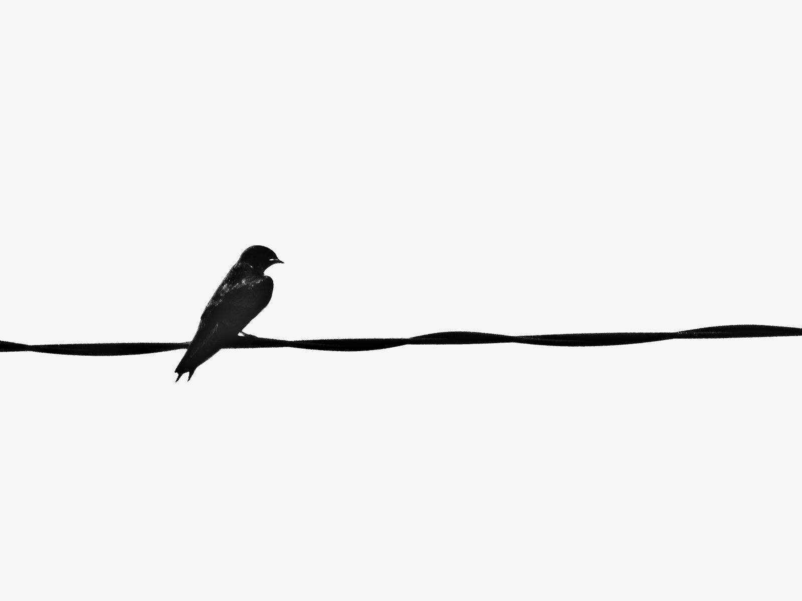 Canon PowerShot SX60 HS sample photo. Bird, nature, wildlife photography