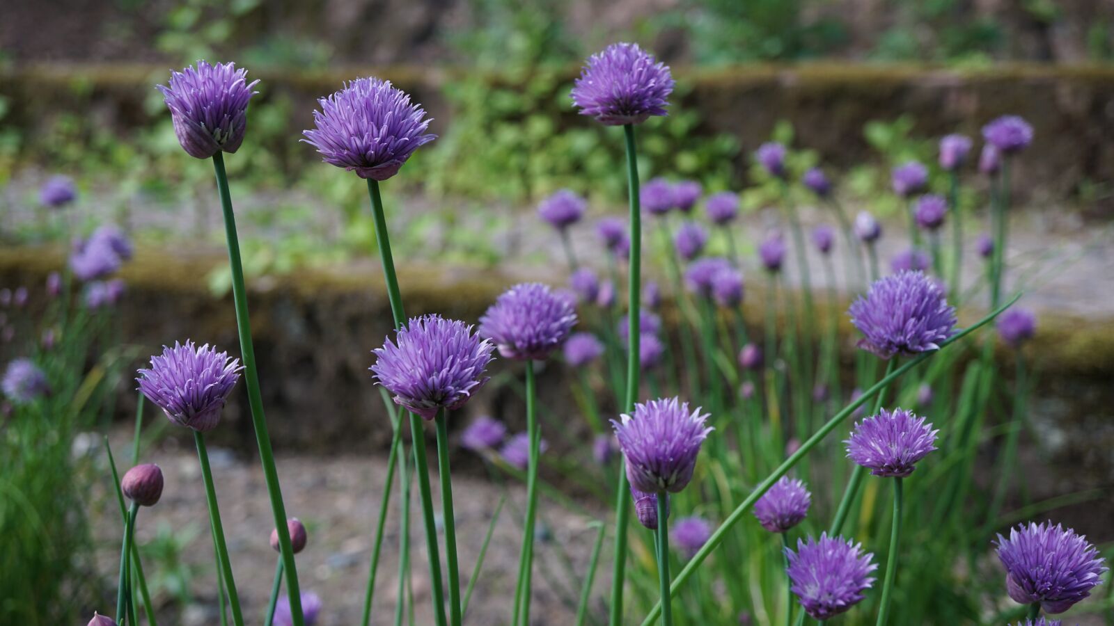 Sony E 30mm F3.5 Macro sample photo. Flower purple, garden, park photography