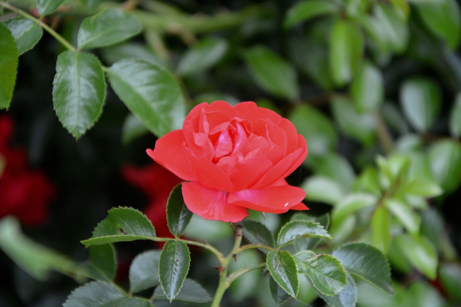 Nikon D5200 sample photo. Red rose, thorn, red photography