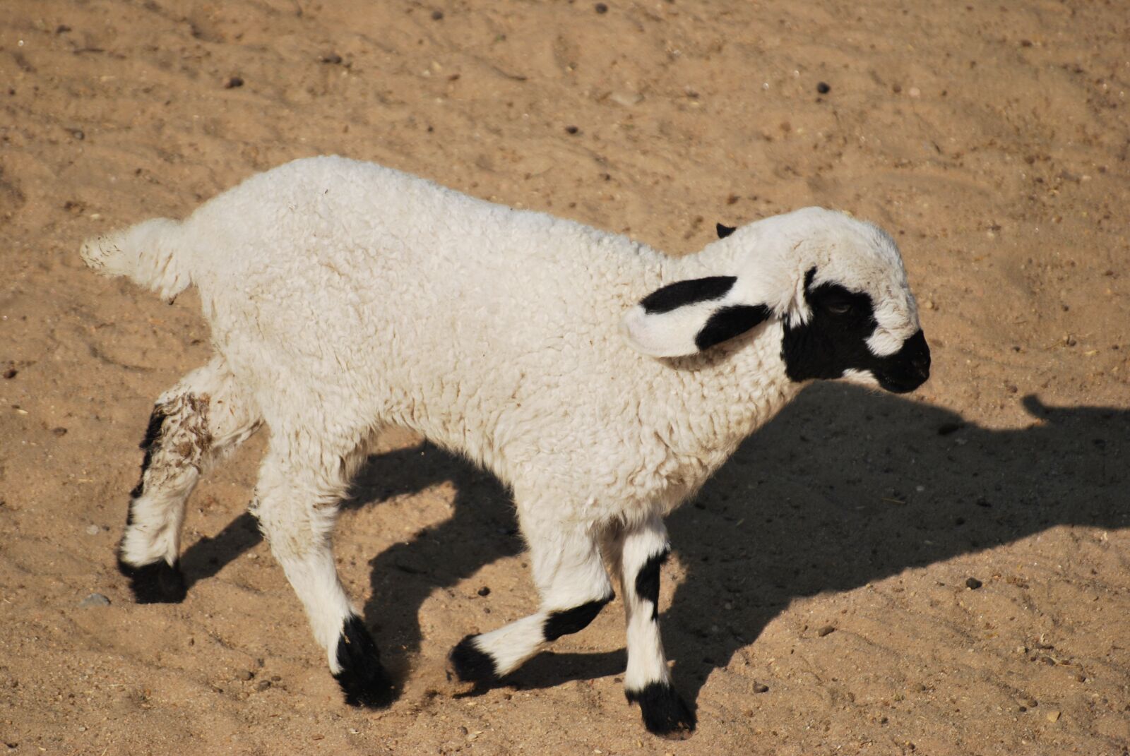 Nikon D60 sample photo. Lamb, white, baby photography