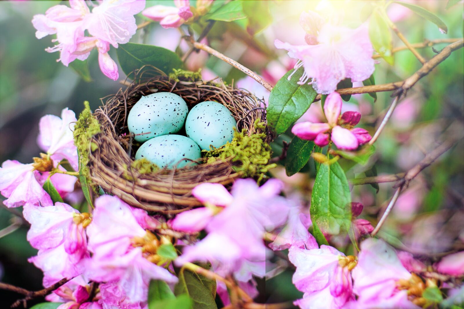 Canon EF 50mm F1.4 USM sample photo. Nest, robin nest, pink photography