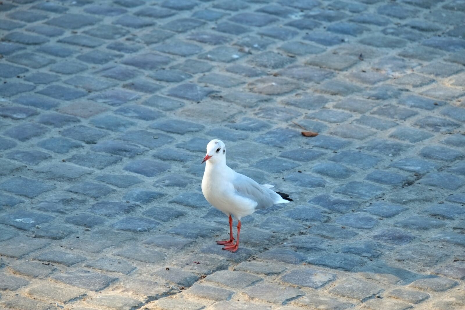 Fujifilm X-E1 sample photo. Gull, water bird, bird photography