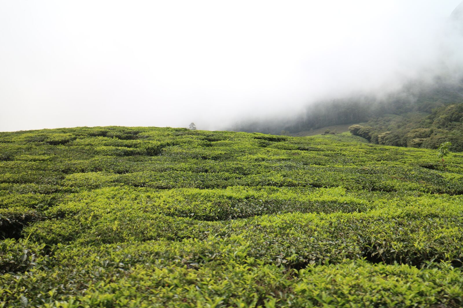 Canon EOS M sample photo. Nature, india, kerala photography