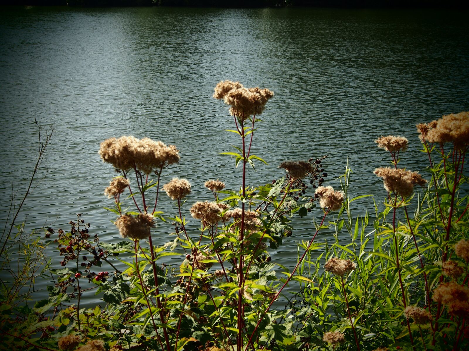 Olympus OM-D E-M5 sample photo. Heidelberg, neckar, bank photography