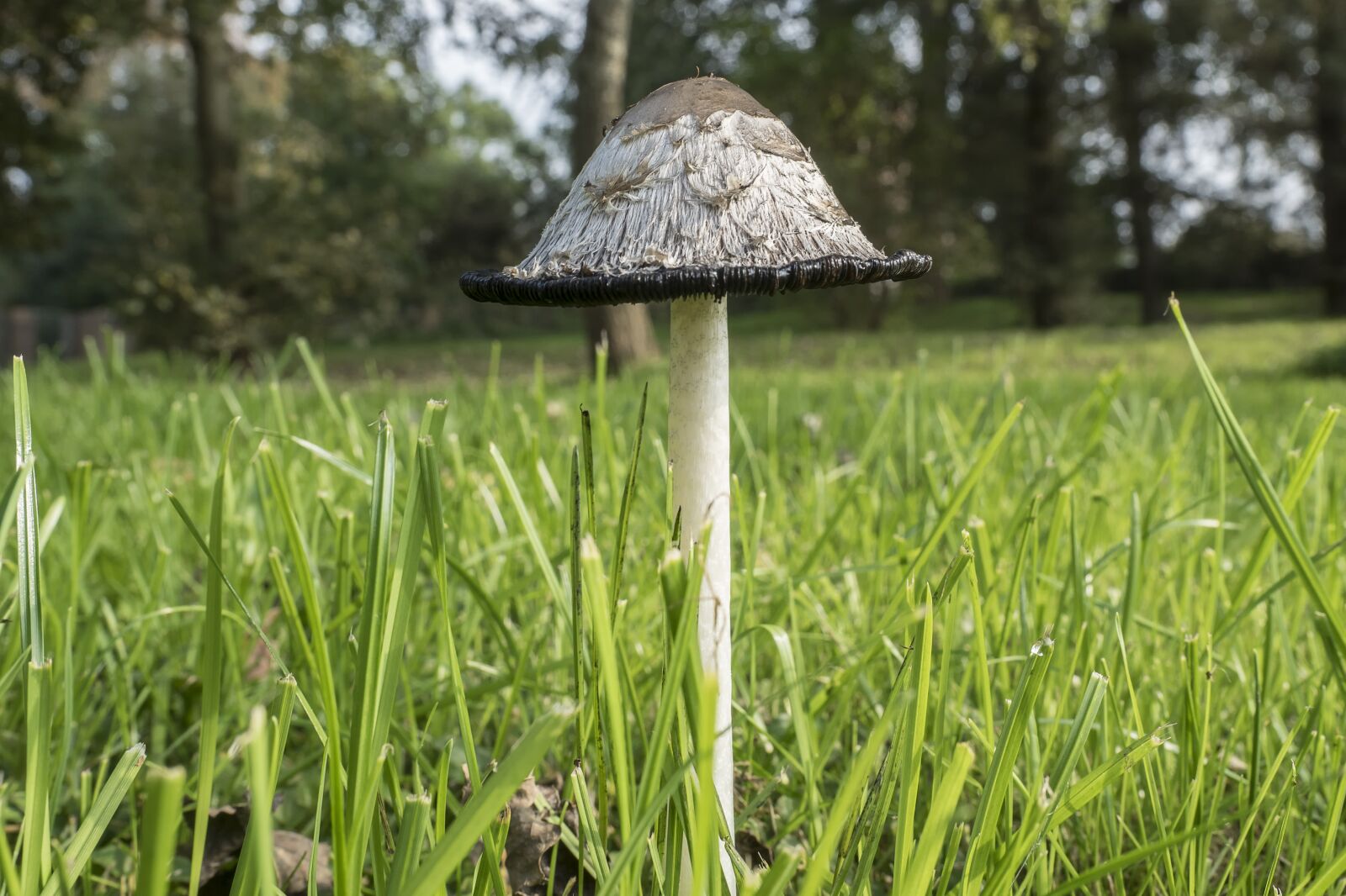 Olympus OM-D E-M5 II + Olympus M.Zuiko Digital ED 12-40mm F2.8 Pro sample photo. Schopf comatus, coprinus comatus photography