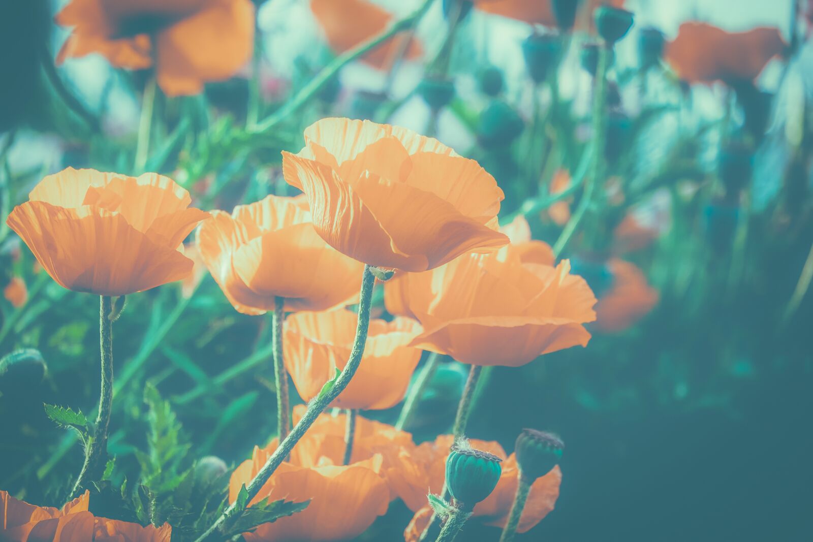 Fujifilm XF 55-200mm F3.5-4.8 R LM OIS sample photo. Poppy, flower, klatschmohn photography