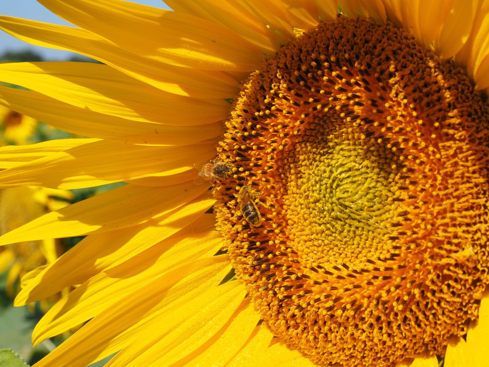 Olympus OM-D E-M1 + Olympus M.Zuiko Digital ED 12-40mm F2.8 Pro sample photo. Sunflower, bee, blossom photography