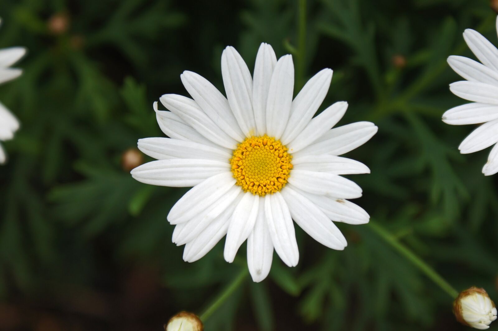 Sony SLT-A33 sample photo. Daisy, white, flower photography