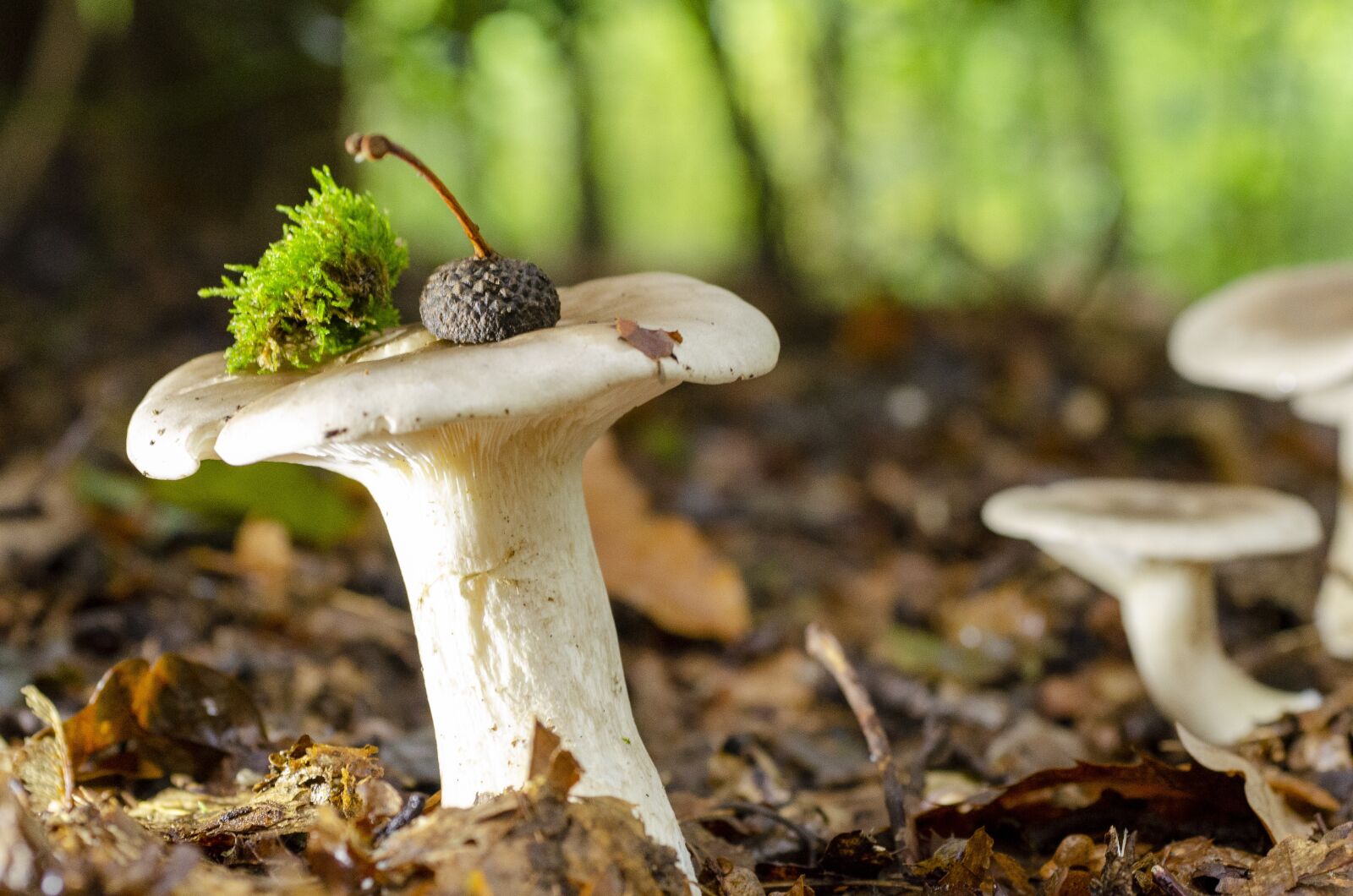 Nikon D7000 sample photo. Fall, fungus, undergrowth photography