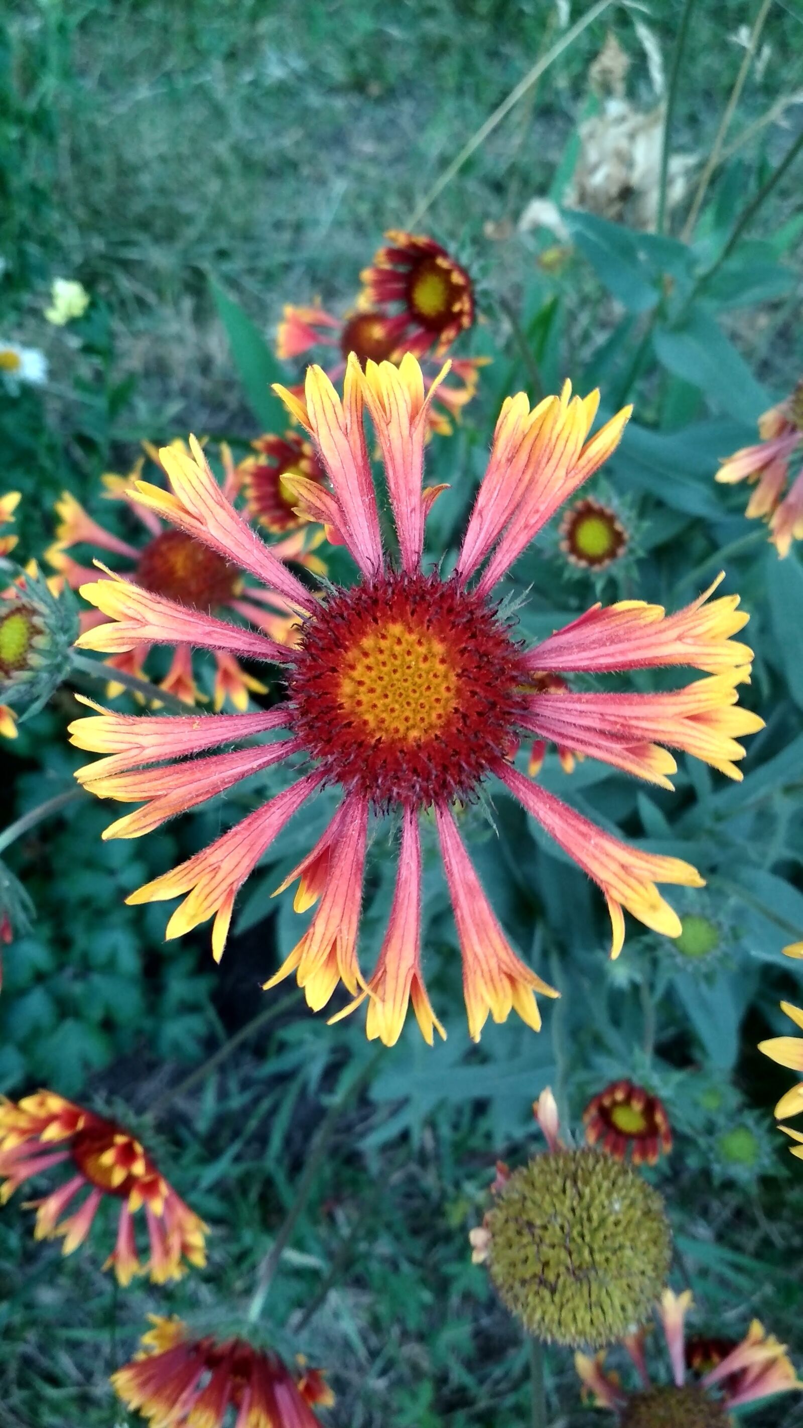 Xiaomi Redmi 4X sample photo. Flower, green, summer photography
