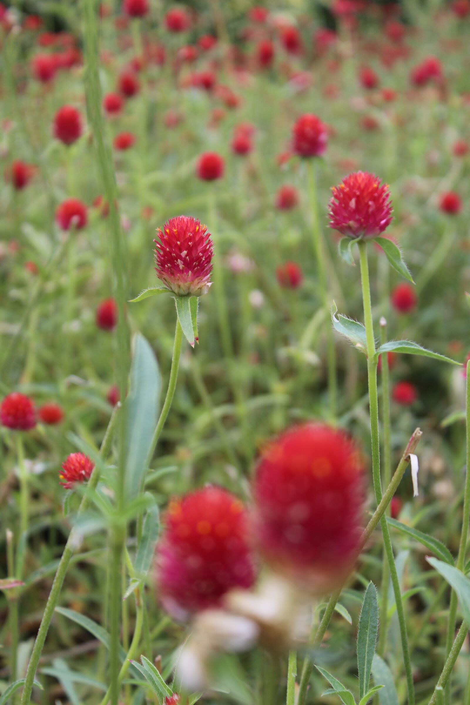 Canon EOS 650D (EOS Rebel T4i / EOS Kiss X6i) + Canon EF-S 18-55mm F3.5-5.6 IS II sample photo. Wildflowers, nature, outdoors photography