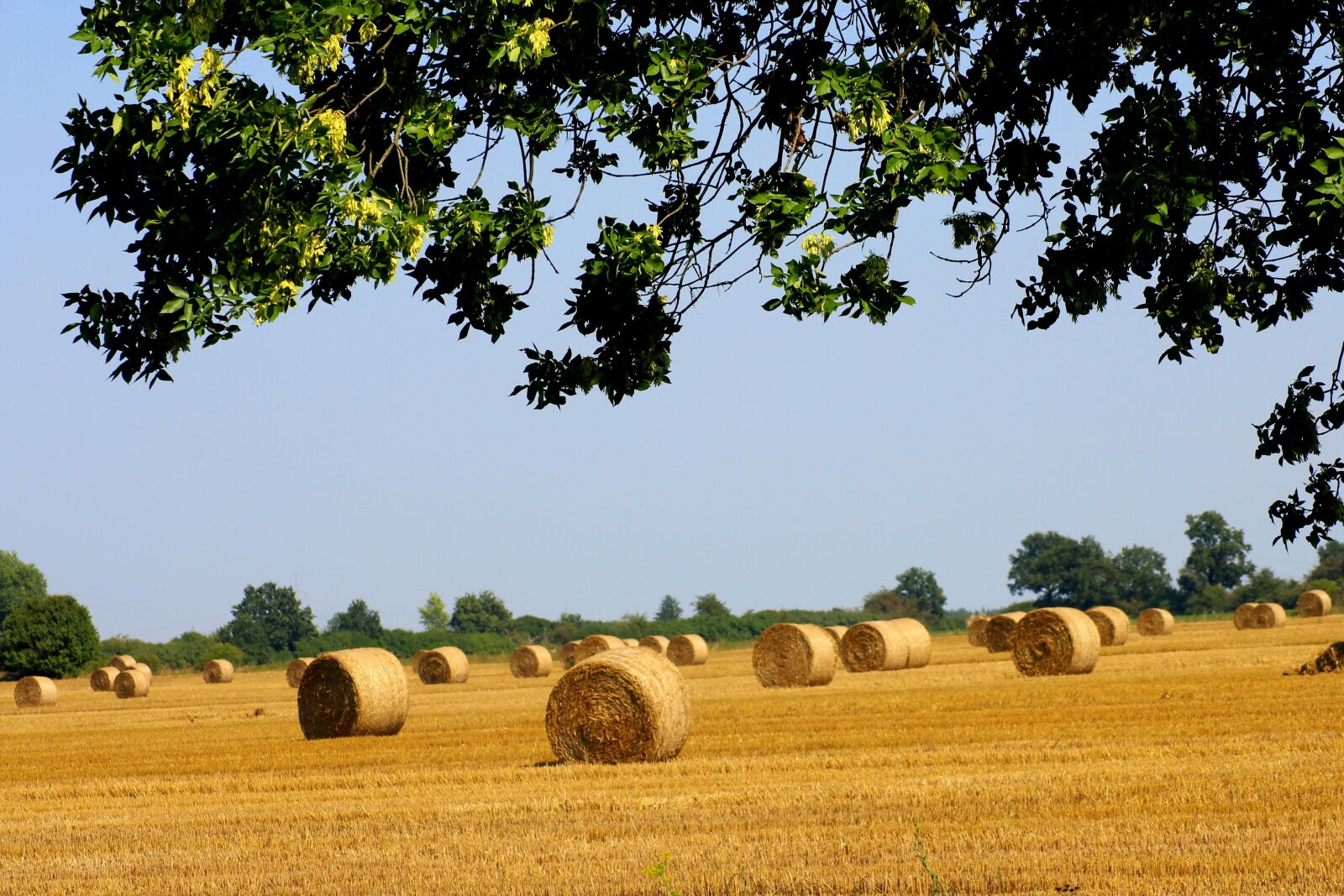 Canon EOS 1200D (EOS Rebel T5 / EOS Kiss X70 / EOS Hi) sample photo. Straw, straw bales, field photography