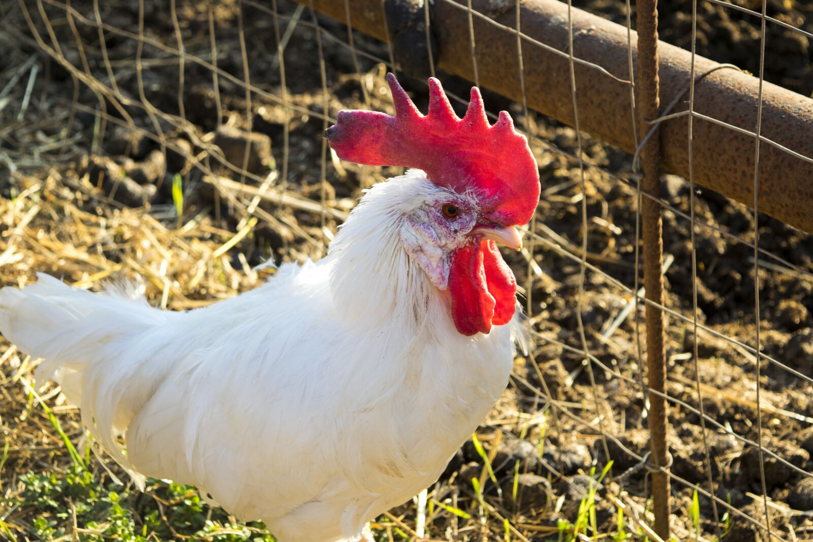 Nikon D5300 sample photo. Gallo, galletto, chicken photography