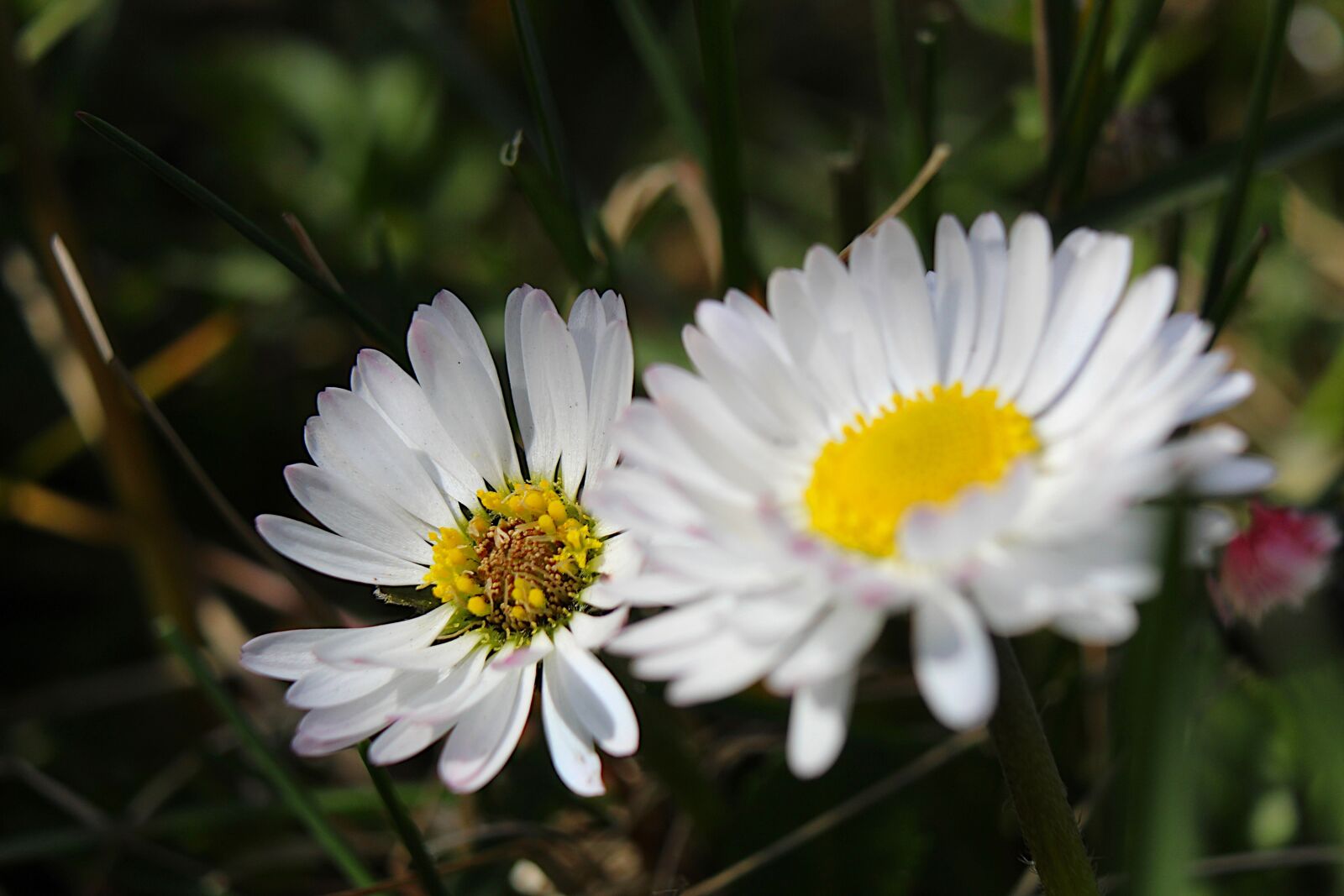 Canon EOS 4000D (EOS Rebel T100 / EOS 3000D) sample photo. Nature, plants, gentle photography