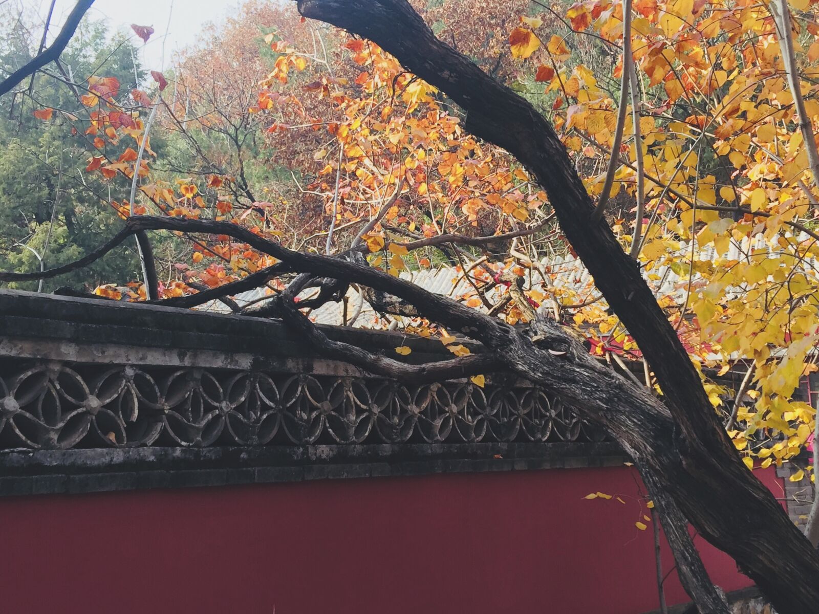 iPhone 6 Plus back camera 4.15mm f/2.2 sample photo. Autumn, beijing, leaves photography
