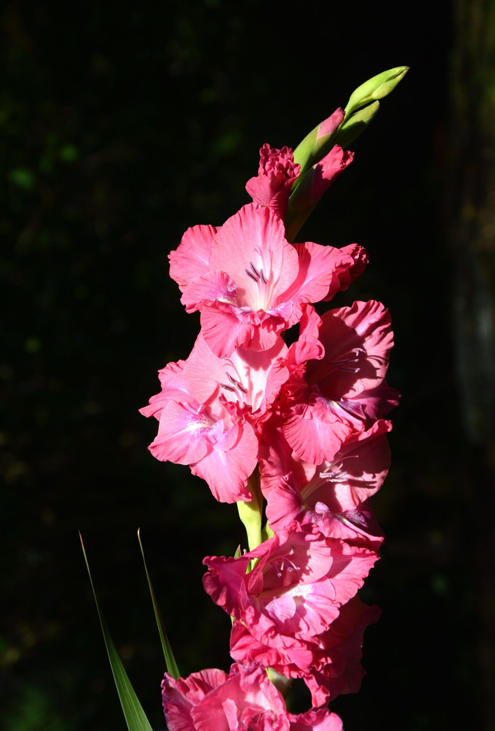 Nikon D3200 sample photo. Gladiolus, gladidus, butterfly greenhouse photography