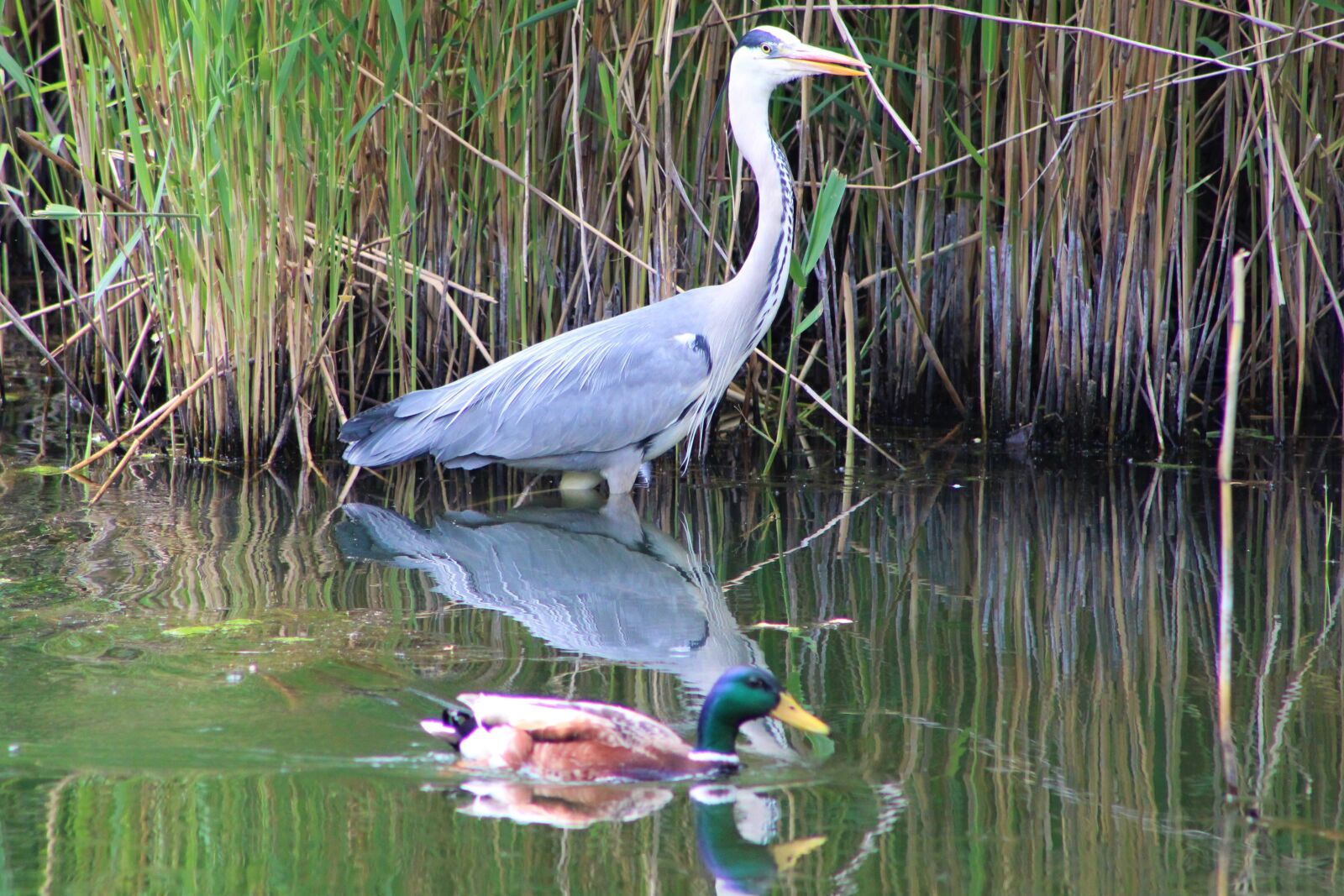 Canon EF75-300mm f/4-5.6 sample photo. Heron, bird, nature photography
