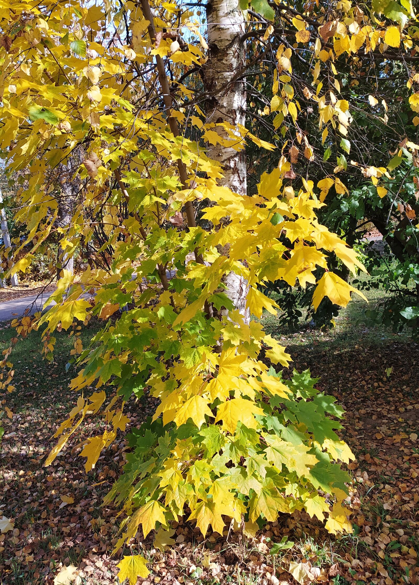 Xiaomi Redmi Note 8T sample photo. Russia, autumn, september photography