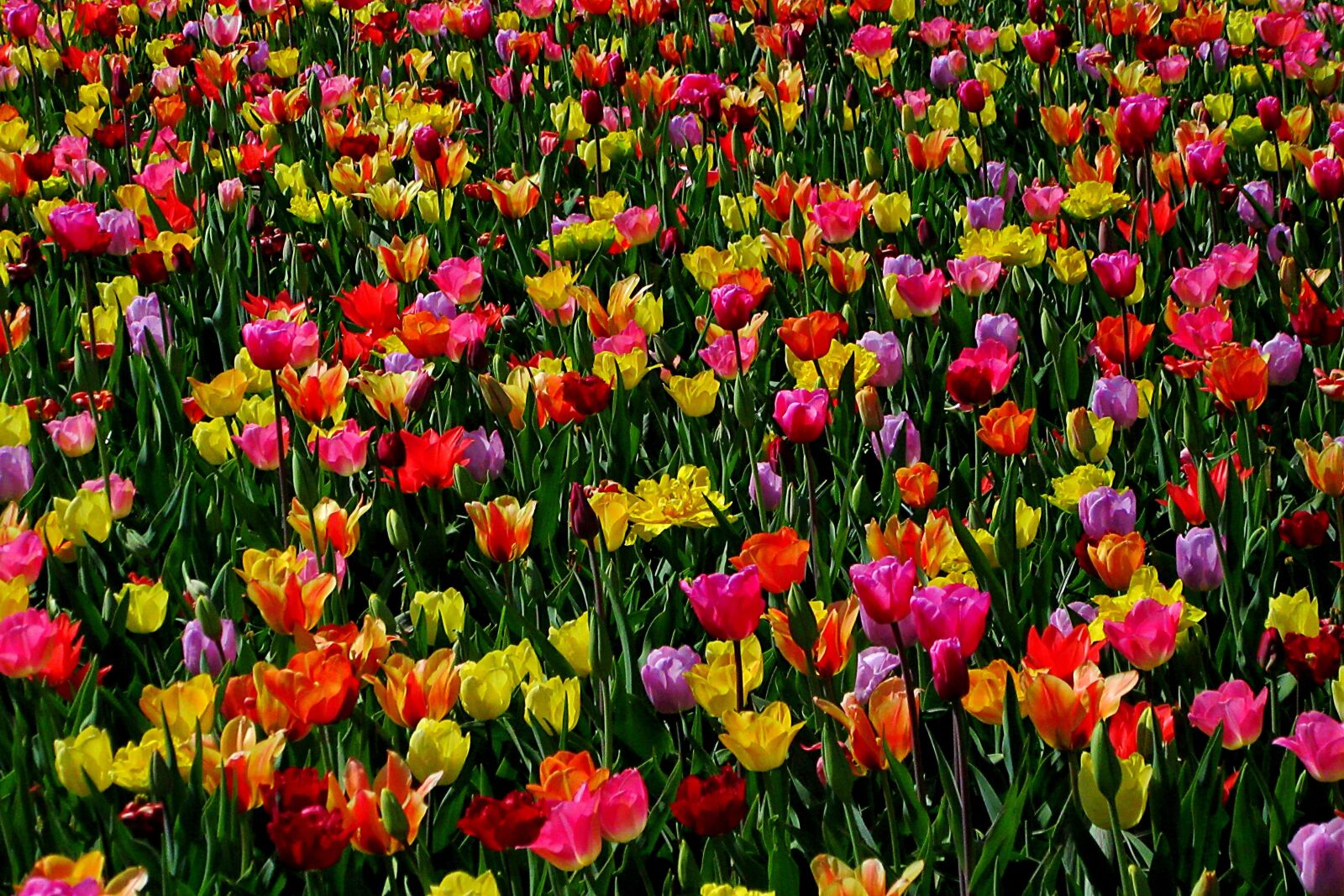 Canon PowerShot SX610 HS sample photo. Beauty, tulip field, tulips photography