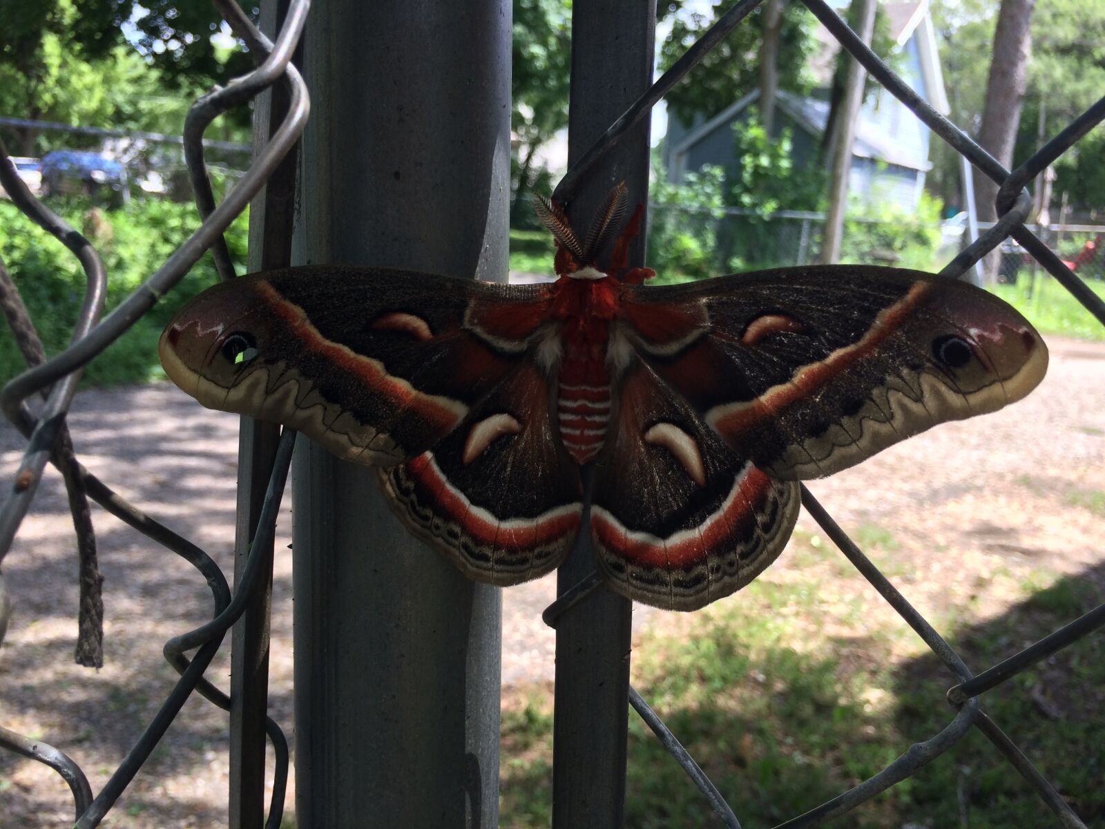 iPhone 5s back camera 4.15mm f/2.2 sample photo. Moth, insect, insects photography