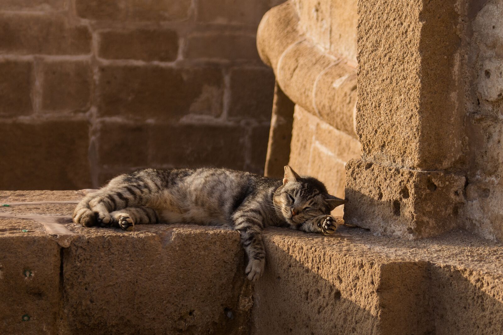 Nikon D7200 sample photo. Cat, sleep, lazy photography