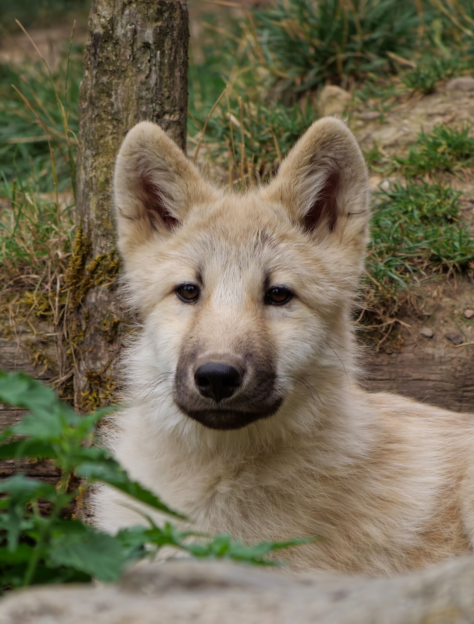 Panasonic Lumix DC-G9 sample photo. A young white wolf photography