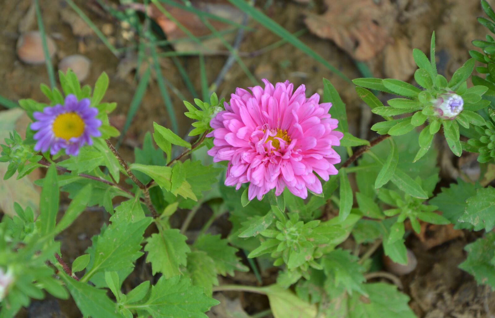 Nikon D5200 sample photo. Flowers, aster, color pink photography