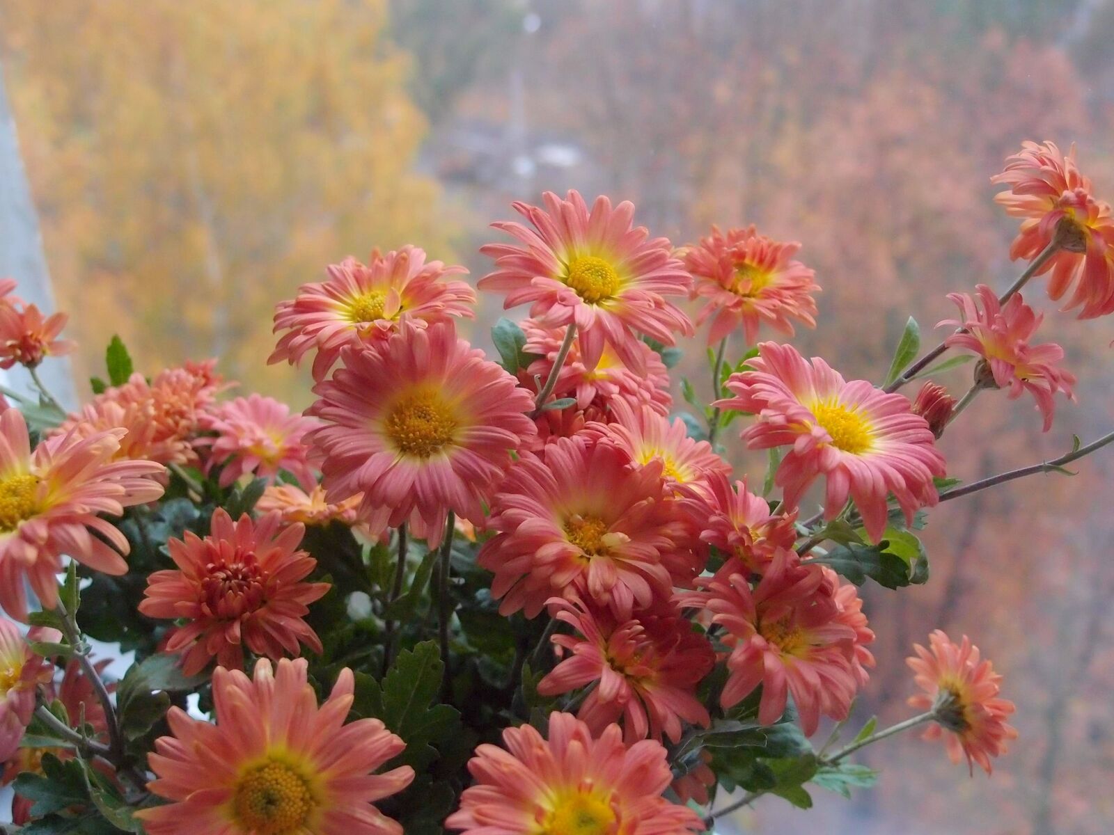 Olympus XZ-1 sample photo. Flowers, chrysanthemum, window photography