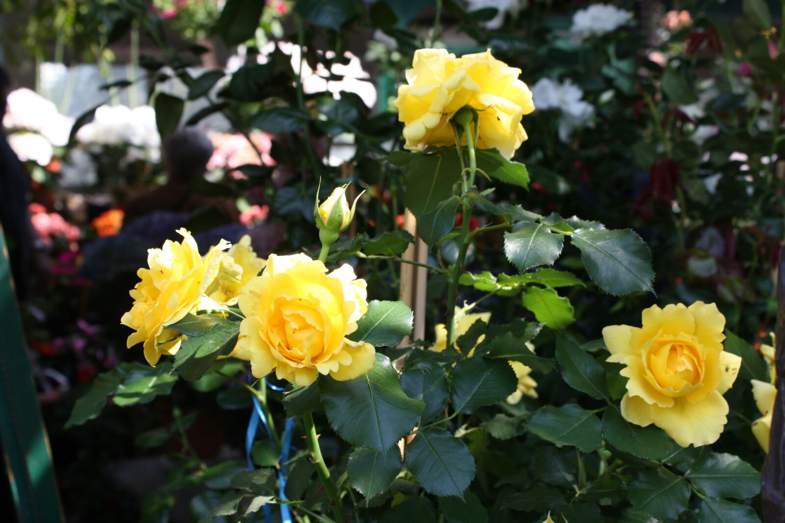 Canon EOS 1000D (EOS Digital Rebel XS / EOS Kiss F) sample photo. Garden, yellow, rose photography