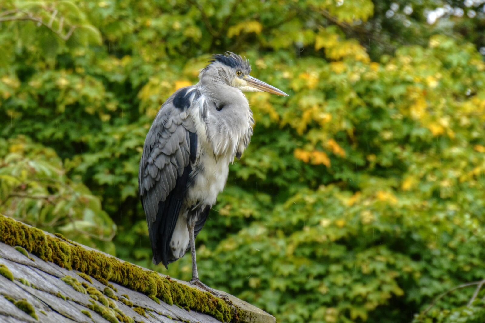 Nikon D7100 sample photo. Heron, grey heron, bird photography