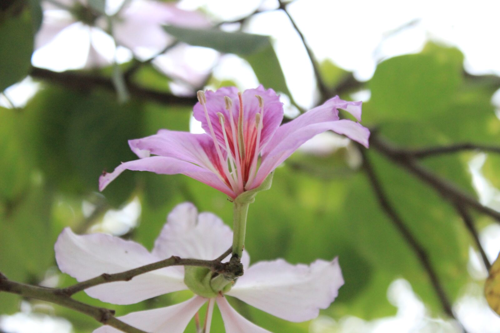 Canon EOS 600D (Rebel EOS T3i / EOS Kiss X5) sample photo. Pink flowers, flower, nature photography
