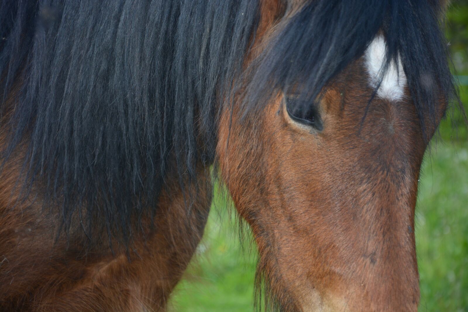 Nikon D5200 sample photo. Horse, head, portrait photography