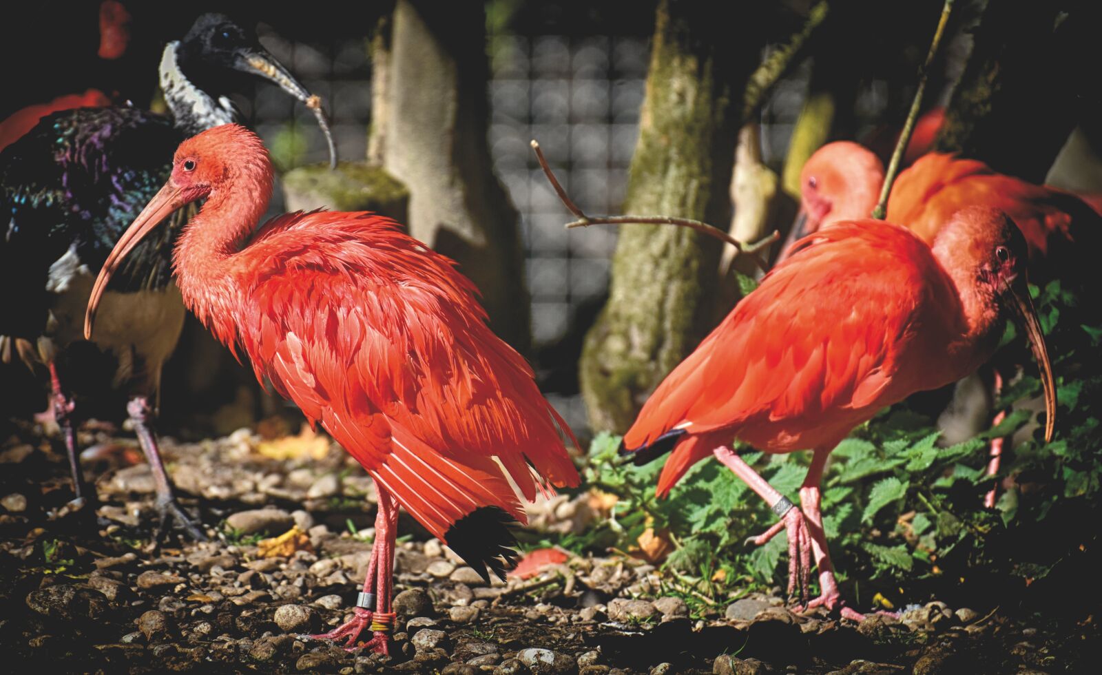 Nikon D7200 sample photo. Ibis, eudocimus ruber, scarlet photography