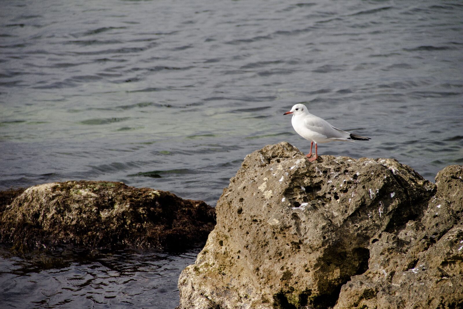 Canon EOS 650D (EOS Rebel T4i / EOS Kiss X6i) sample photo. Seagull, black sea, gulls photography
