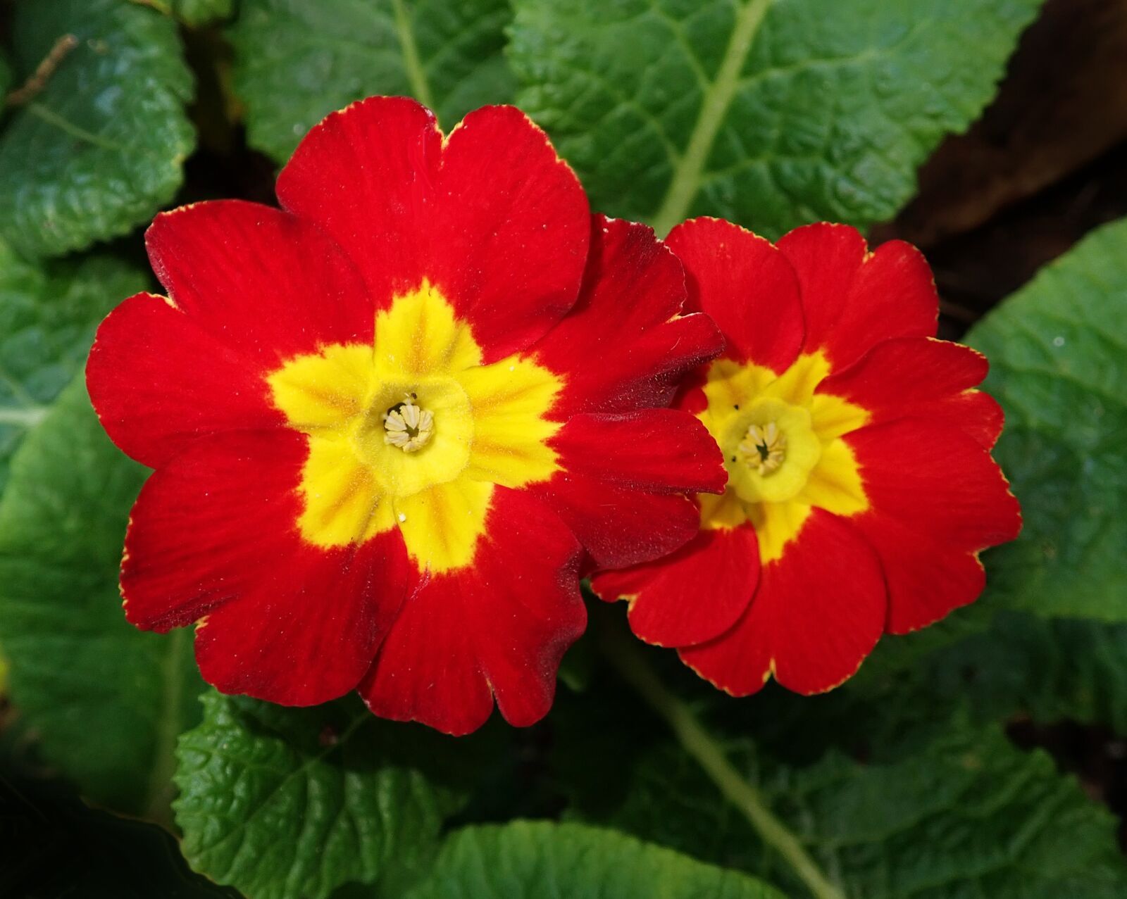 Olympus TG-5 sample photo. Flower, polyanthus, primrose photography