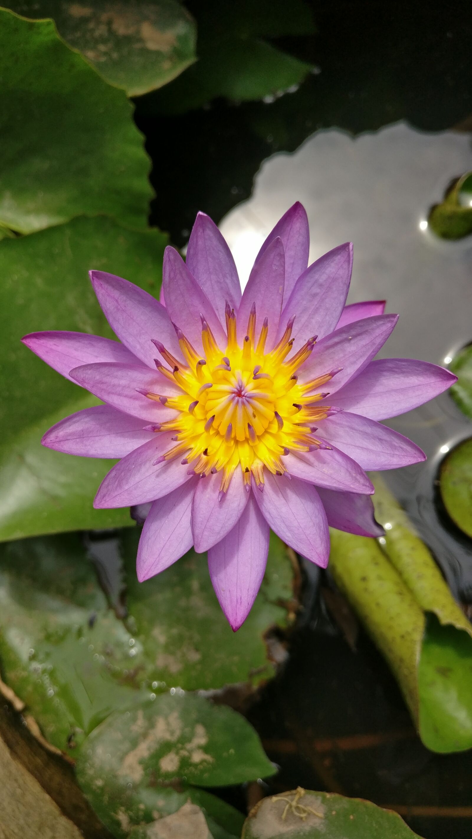 OnePlus A3003 sample photo. Lotus, flower, blossom photography
