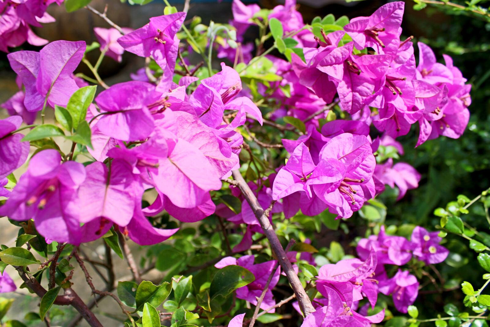 Canon EOS 650D (EOS Rebel T4i / EOS Kiss X6i) sample photo. Background, bloom, blooming, blossom photography