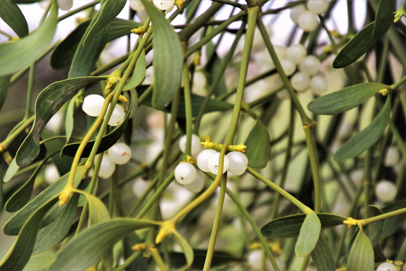 Canon EOS 80D sample photo. Sprig, mistletoe, celebrate the photography