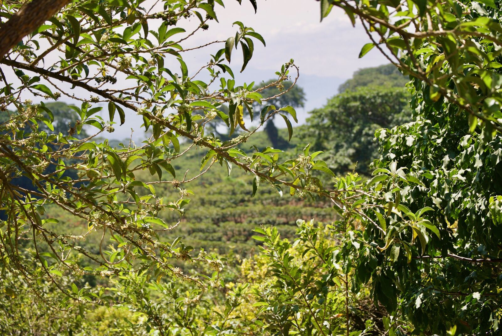 Nikon D3000 sample photo. Costa rica, trees, nature photography