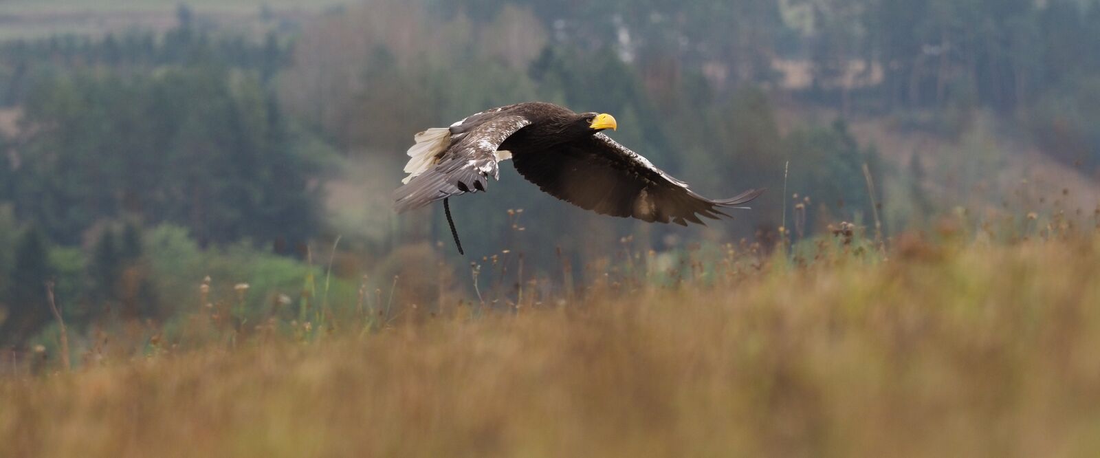 Olympus OM-D E-M1 Mark II + Olympus M.Zuiko Digital ED 40-150mm F2.8 Pro sample photo. Animal, bird, eagle photography