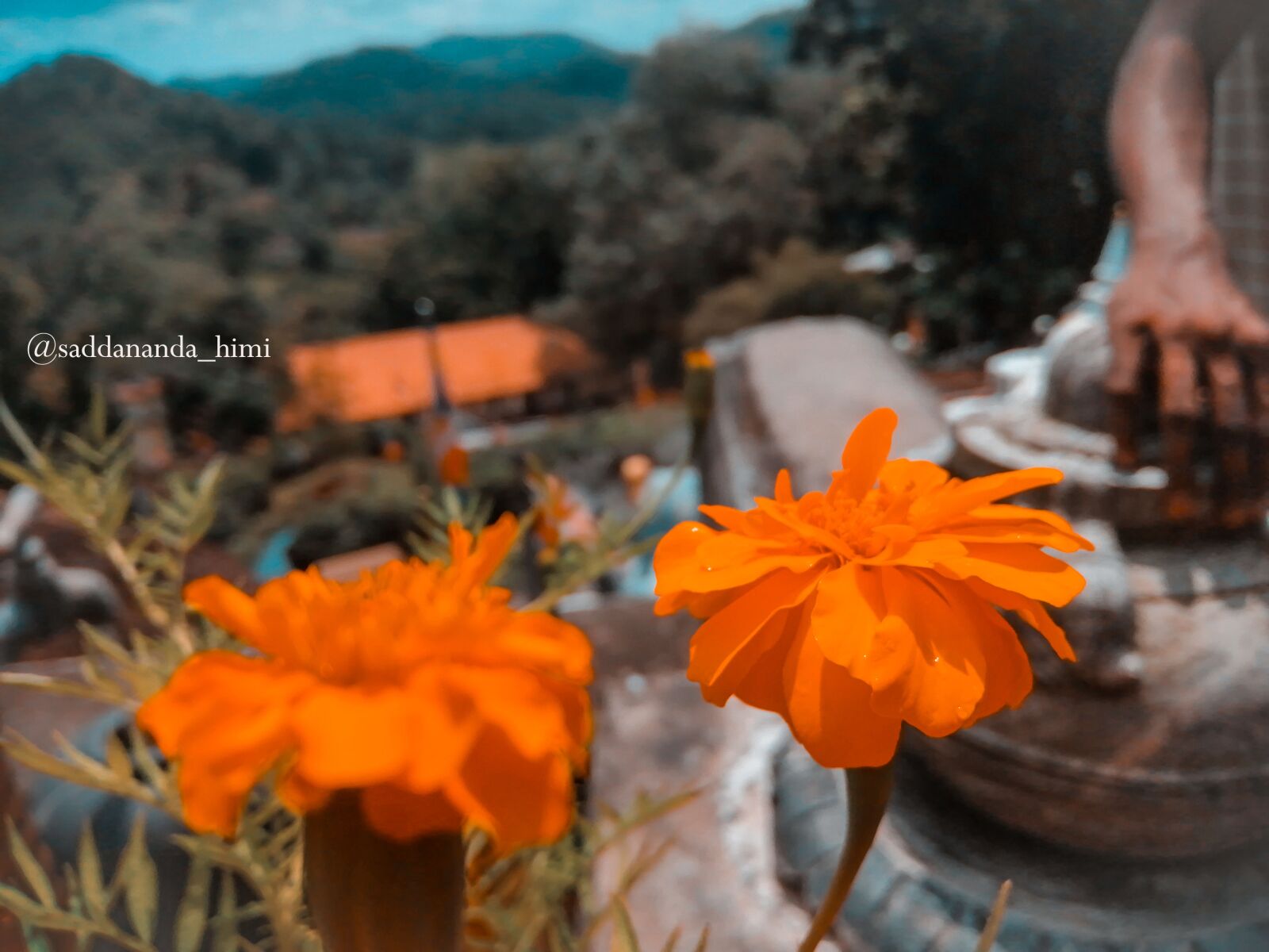 HUAWEI JKM-LX2 sample photo. Flowers, temple, yello photography