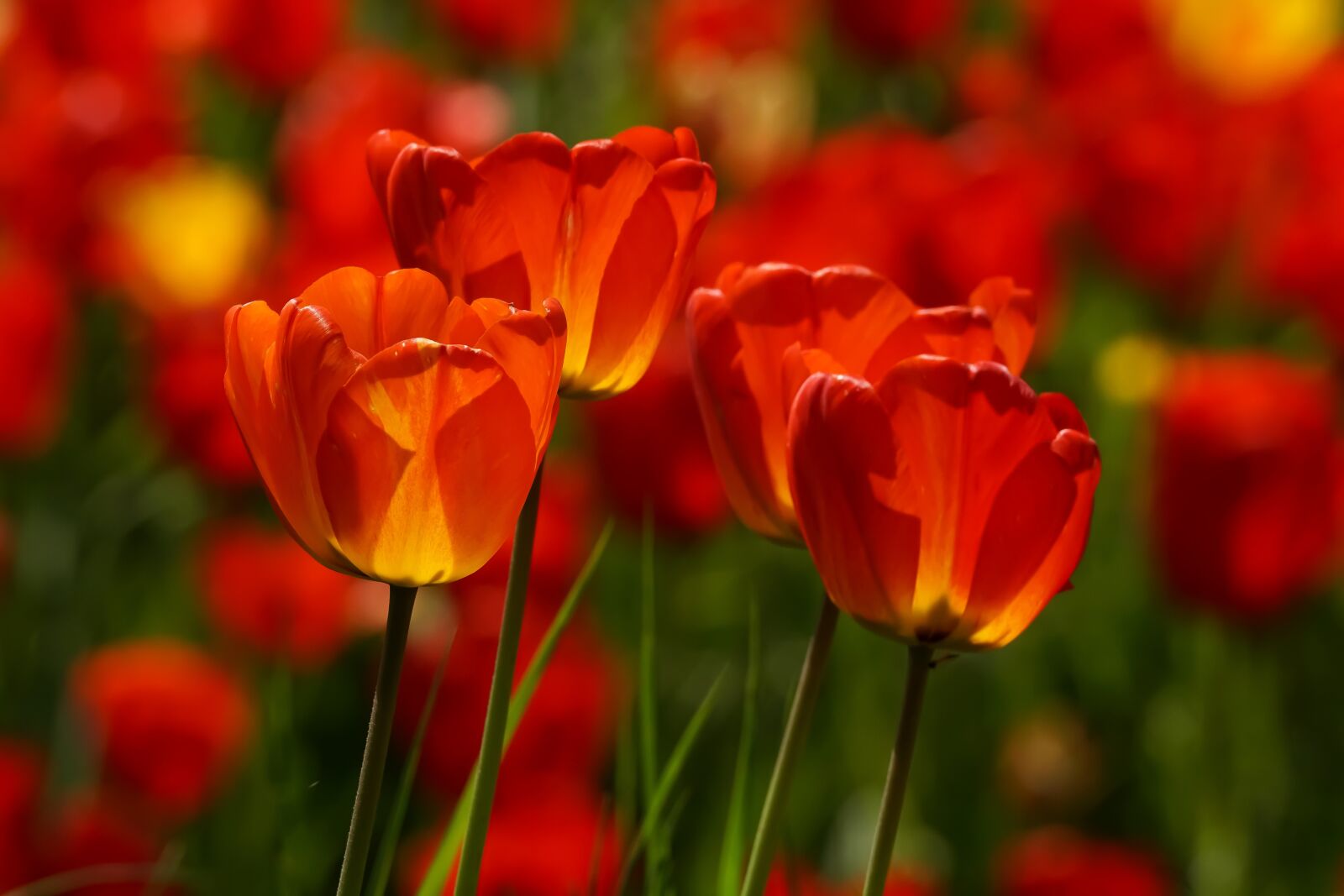 Sony DT 55-300mm F4.5-5.6 SAM sample photo. Tulips, red, garden photography