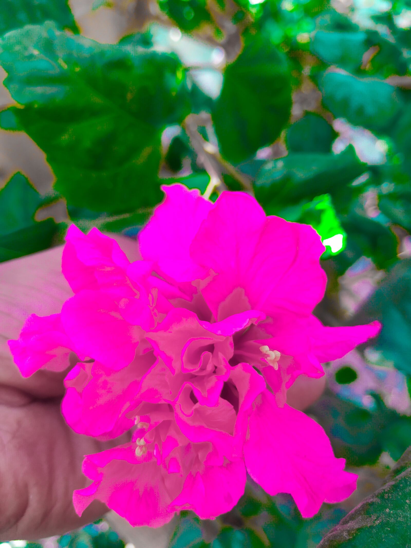 Xiaomi Mi A2 sample photo. Pink, flowers, garden photography